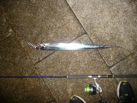 フォール中にサゴシ♪