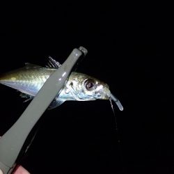 泉南でアジング楽しい♪