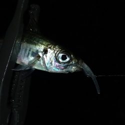 予報はずれて爆風でした・・・。