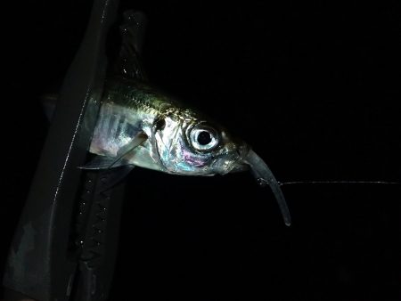 予報はずれて爆風でした・・・。