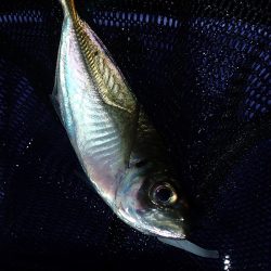 またまたアジング！　小アジが増えたかな？