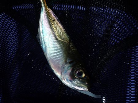 またまたアジング！　小アジが増えたかな？