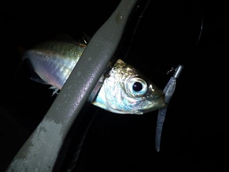 無風のち爆風のアジング