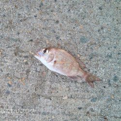 ダンゴ釣りで秋の五目釣り