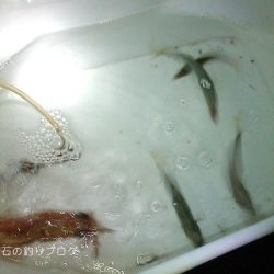 泳がせ釣り、太刀魚の気配