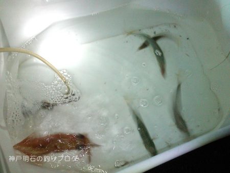 泳がせ釣り、太刀魚の気配