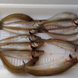 真昼間のキス釣り