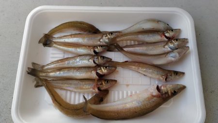 真昼間のキス釣り