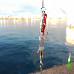 食コンサビキは5時から入れ食い