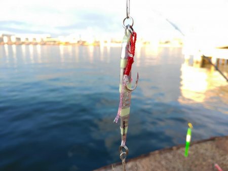 食コンサビキは5時から入れ食い