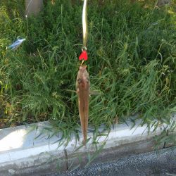 ダイソーショアジギング