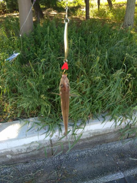 ダイソーショアジギング