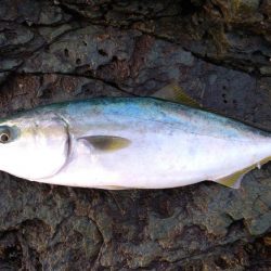 ヤズのちハマチ