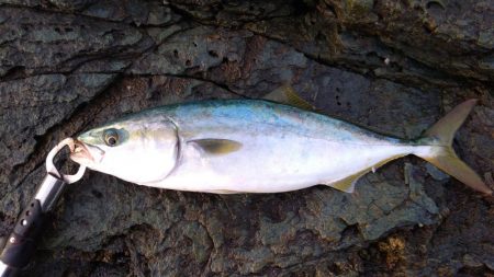 ヤズのちハマチ