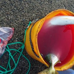 大フィーバー！