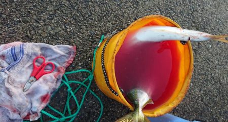 大フィーバー！