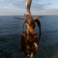 デイエギング 5杯