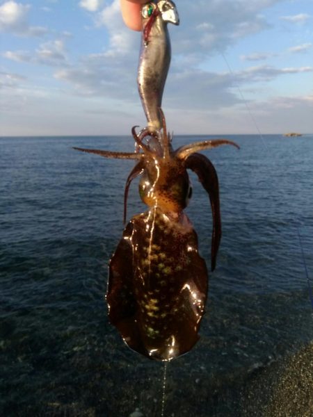 デイエギング 5杯