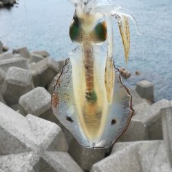 アオリイカ探しに