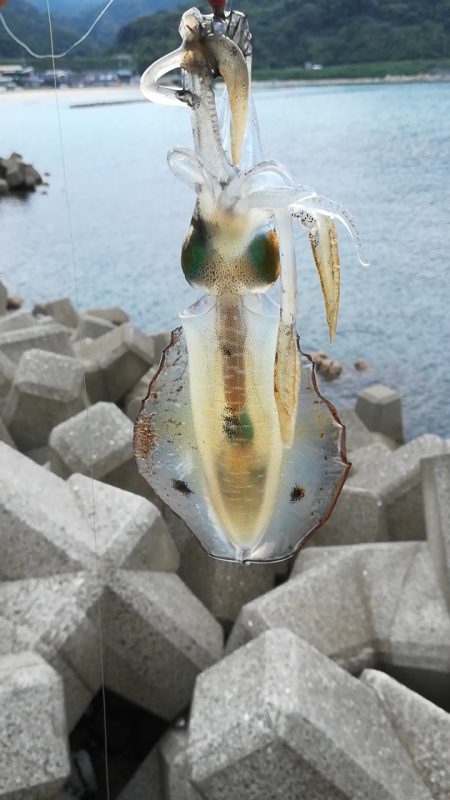 アオリイカ探しに