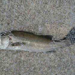 大蔵海岸　青物調査