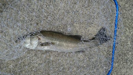 大蔵海岸　青物調査