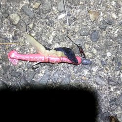 太刀魚ねらいで