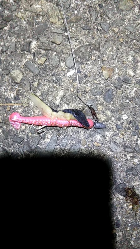 太刀魚ねらいで