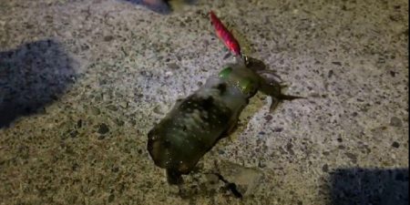 エギングとアジング