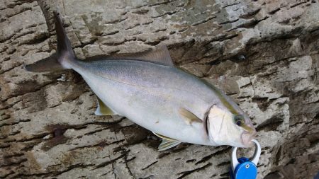 上向きになってきた。