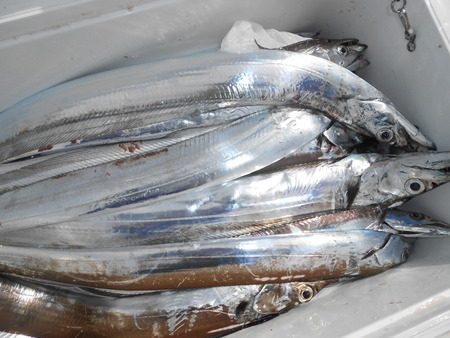 こうゆう丸 釣果