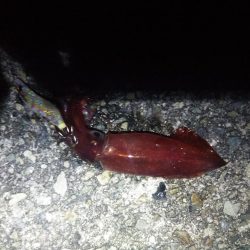 粘って、やっと、、、。