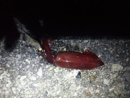 粘って、やっと、、、。