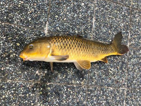 小学1年生８０ｃｍオーバーの真鯉をゲット