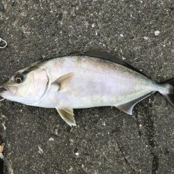 エギングタックルをブチ曲げて青物ゲット