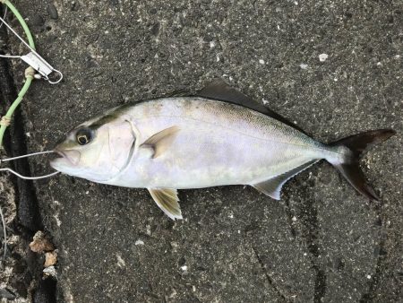 エギングタックルをブチ曲げて青物ゲット