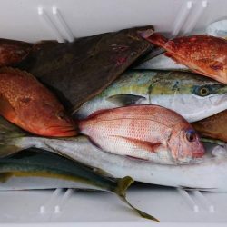 ジギングシーズン始まるよー