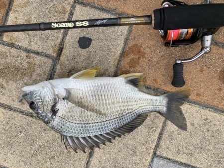 アーバンサイド豆アジング