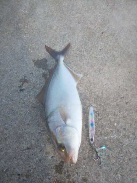 サバフグの果てに