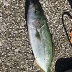 朝まずめボイル多数