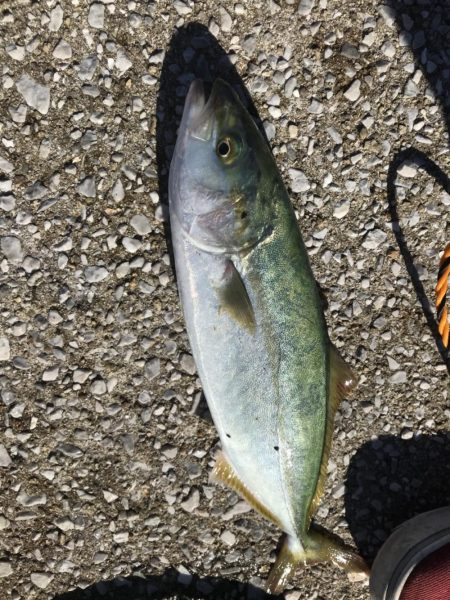 朝まずめボイル多数