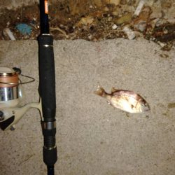 ブラクリ釣り（エギング）