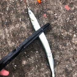 さより好調(小さめです)