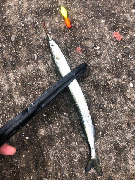 さより好調(小さめです)