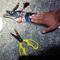 タチウオ求めて