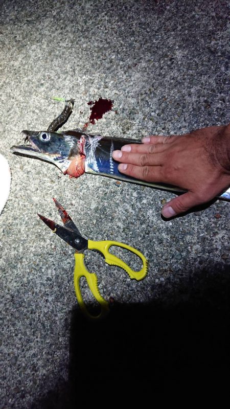 タチウオ求めて