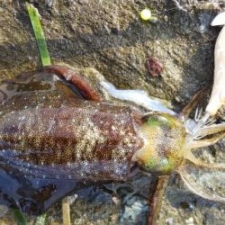 午後からエギング