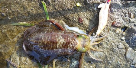 午後からエギング