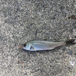 干潮の堤防釣り