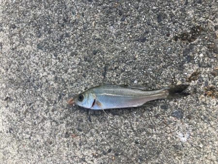 干潮の堤防釣り